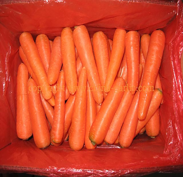 Свежая морковь на продажу за 2019 год