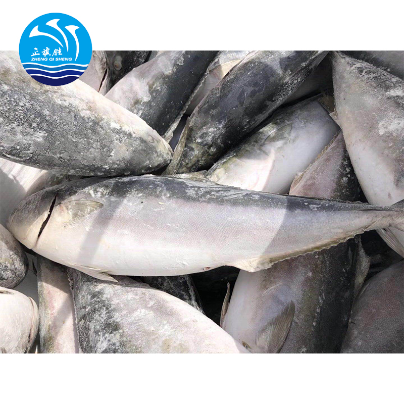 Fresh Frozen yellowtail from China