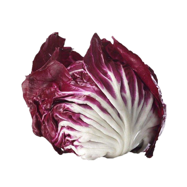 2020 Organic Vegetable Seeds Red Chicory Seeds For Planting