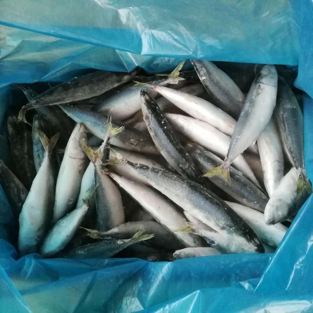 Хорошее качество, Лидер продаж, замороженная скумбрия желтого хвоста, морская замороженная Тихоокеанская скумбрия