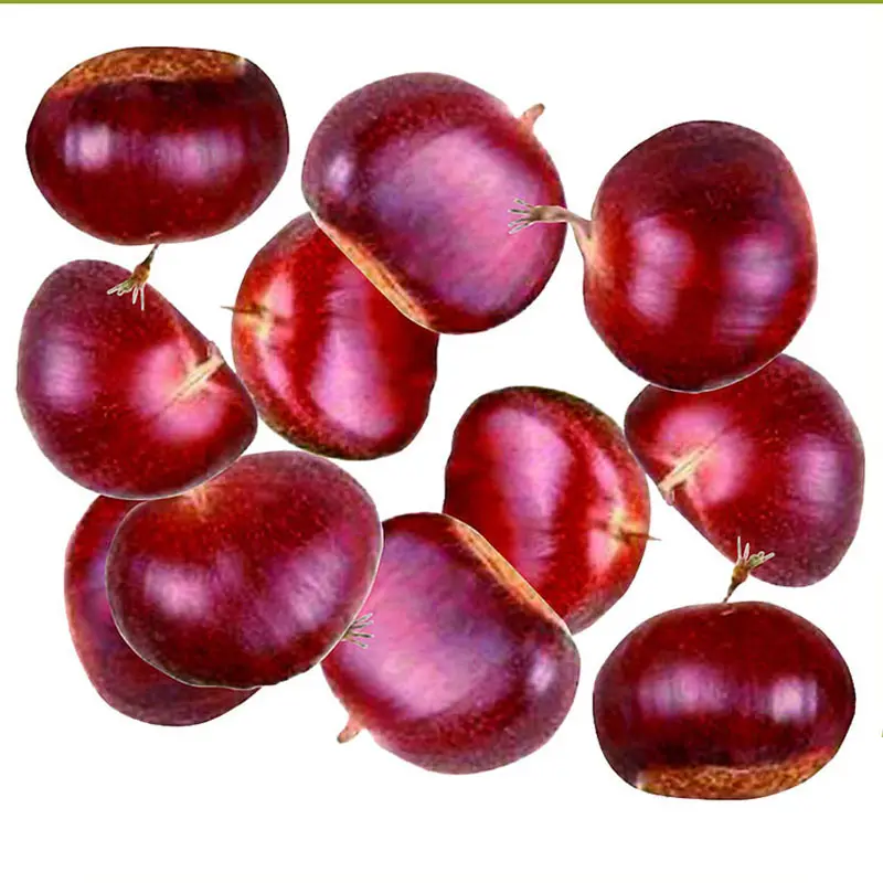 Organic Chinese fresh chestnuts for sale