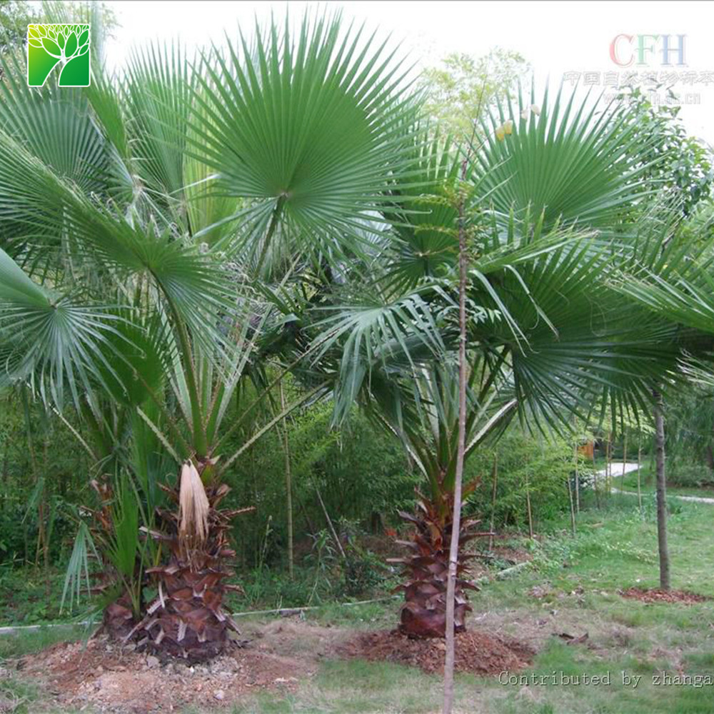 Цена фермы 65 см Корона Диаметр evergreen Washingtonia filifera многолетний Свежий Завод