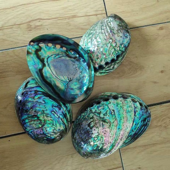 2018 Лучшая цена полированная оболочка из Новой Зеландии paua abalone в наличии