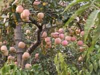 Fresh Fuji Apple