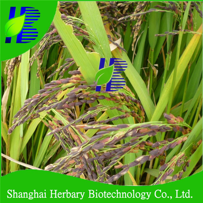 2020 Hybrid Black Rice Seeds For Growing