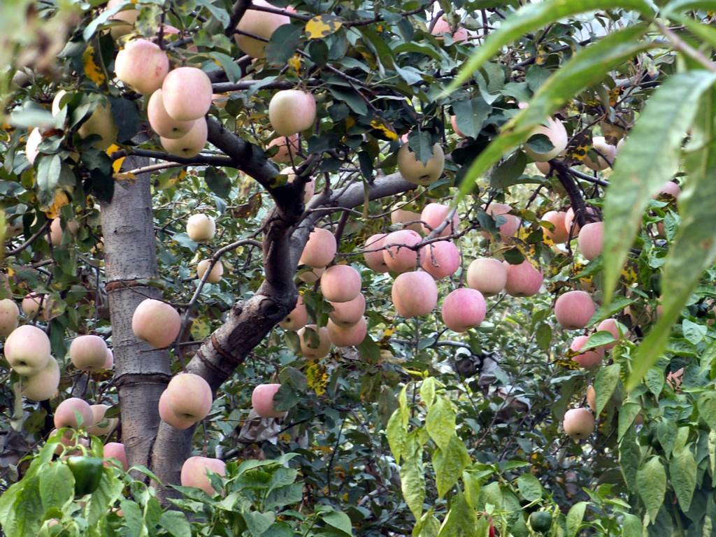 Fresh Apple