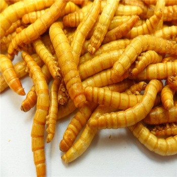 Консервы сублимационной сушки mealworms