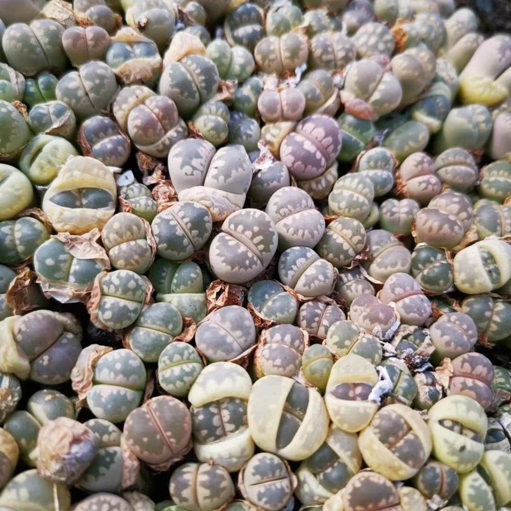 Фуцзянь Природные растения крытый сочные Lithops Dajinhui