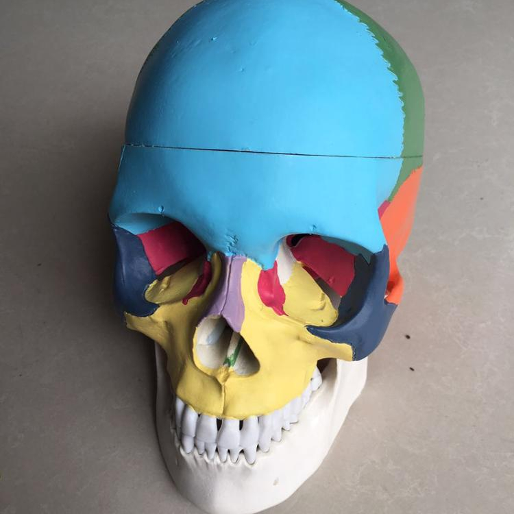Colorful skull model anatomical medical training and study