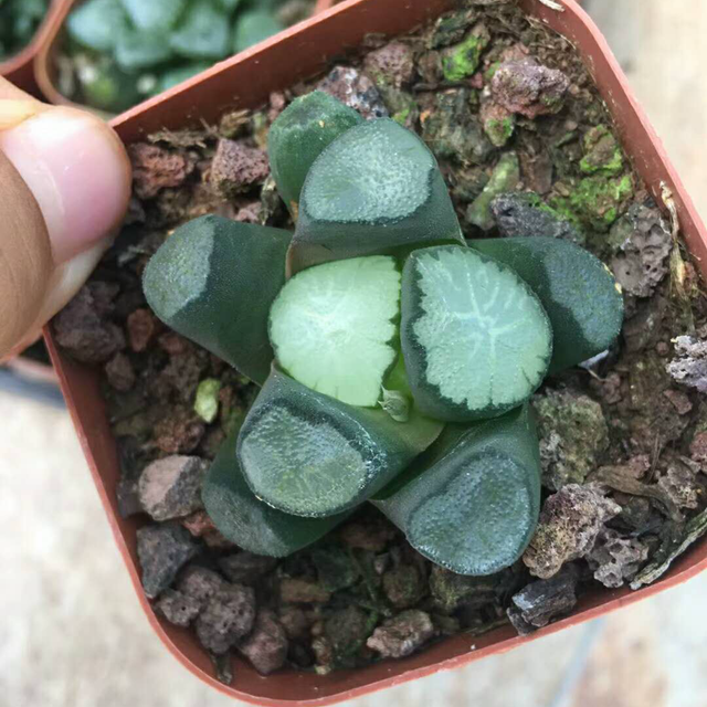 Мини сочный кактус Haworthia