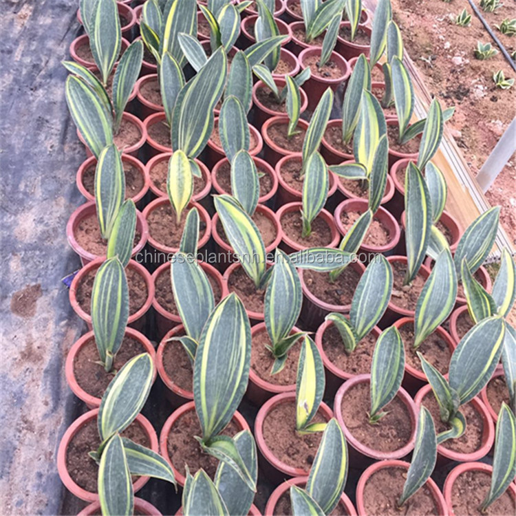 Зеркало с сокровищами Sansevieria Trifasciata Sansevieria Surpeba для помещений