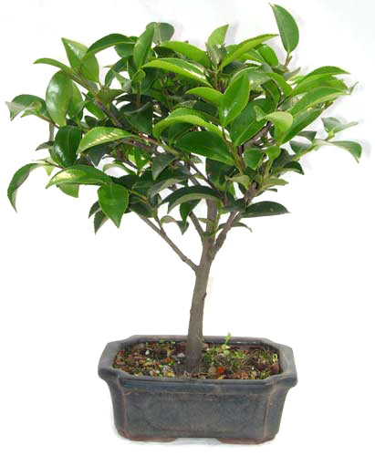 15 см 20 см 30 см жизни бонсай ногоплодник Acer гинкго Ilex