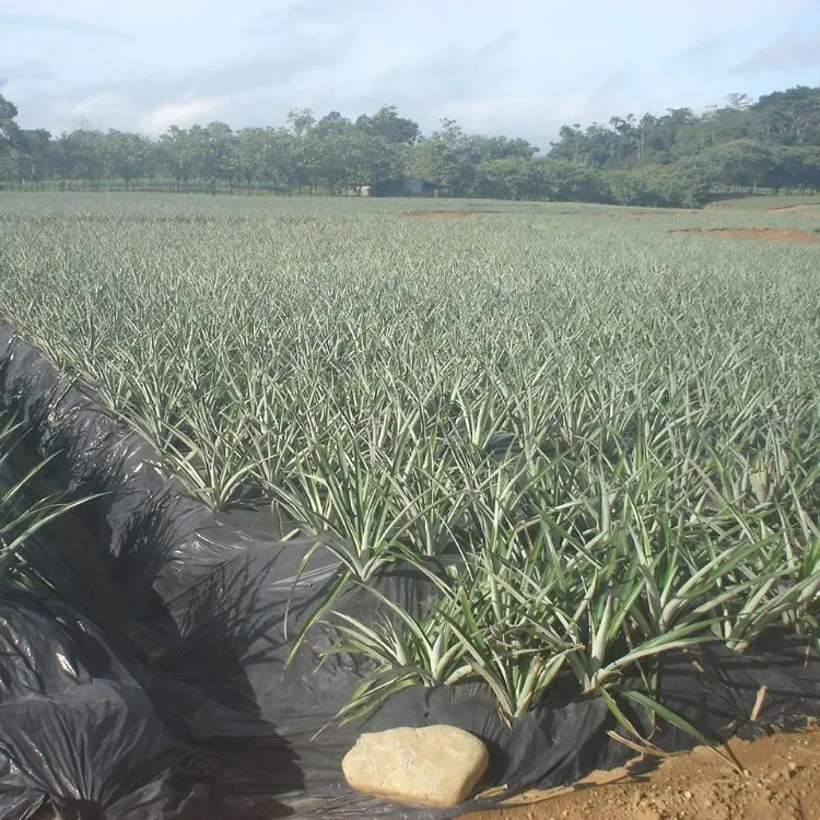 best quality mulch film agriculture. black mulch film for pineapple
