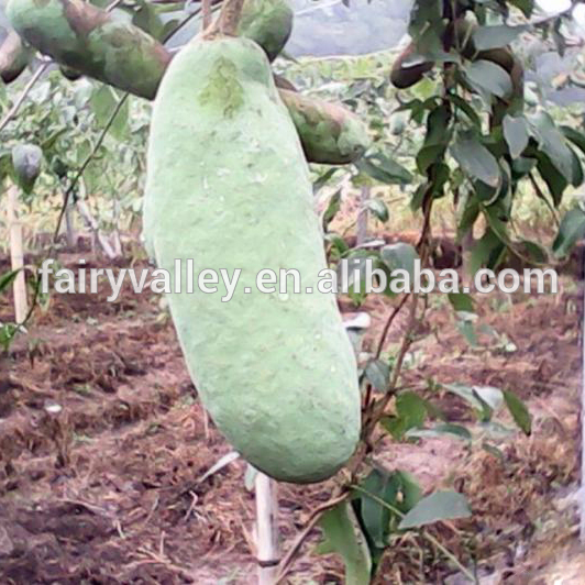 Семена фруктовых деревьев Holboellio hisfolia высокой степени питания для выращивания