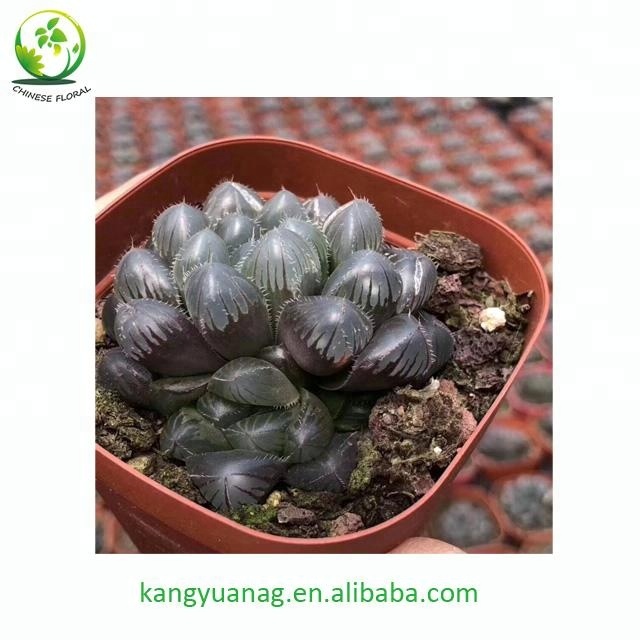 Haworthia 'kyodai akasen lens' Obtusa HO-1 5 см