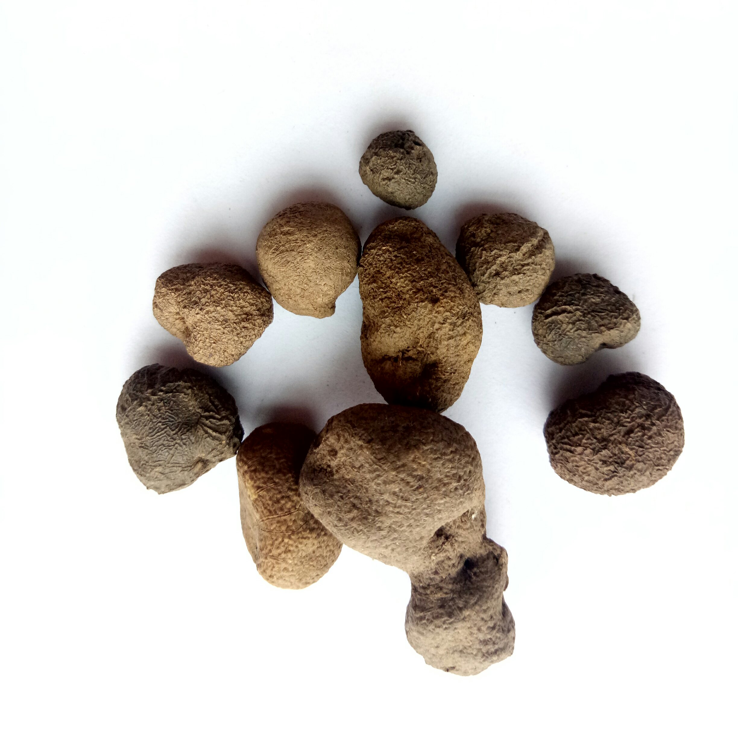 Цельная деталь smiliar, сушеный шрет в форме земли Omphalia lapidescens