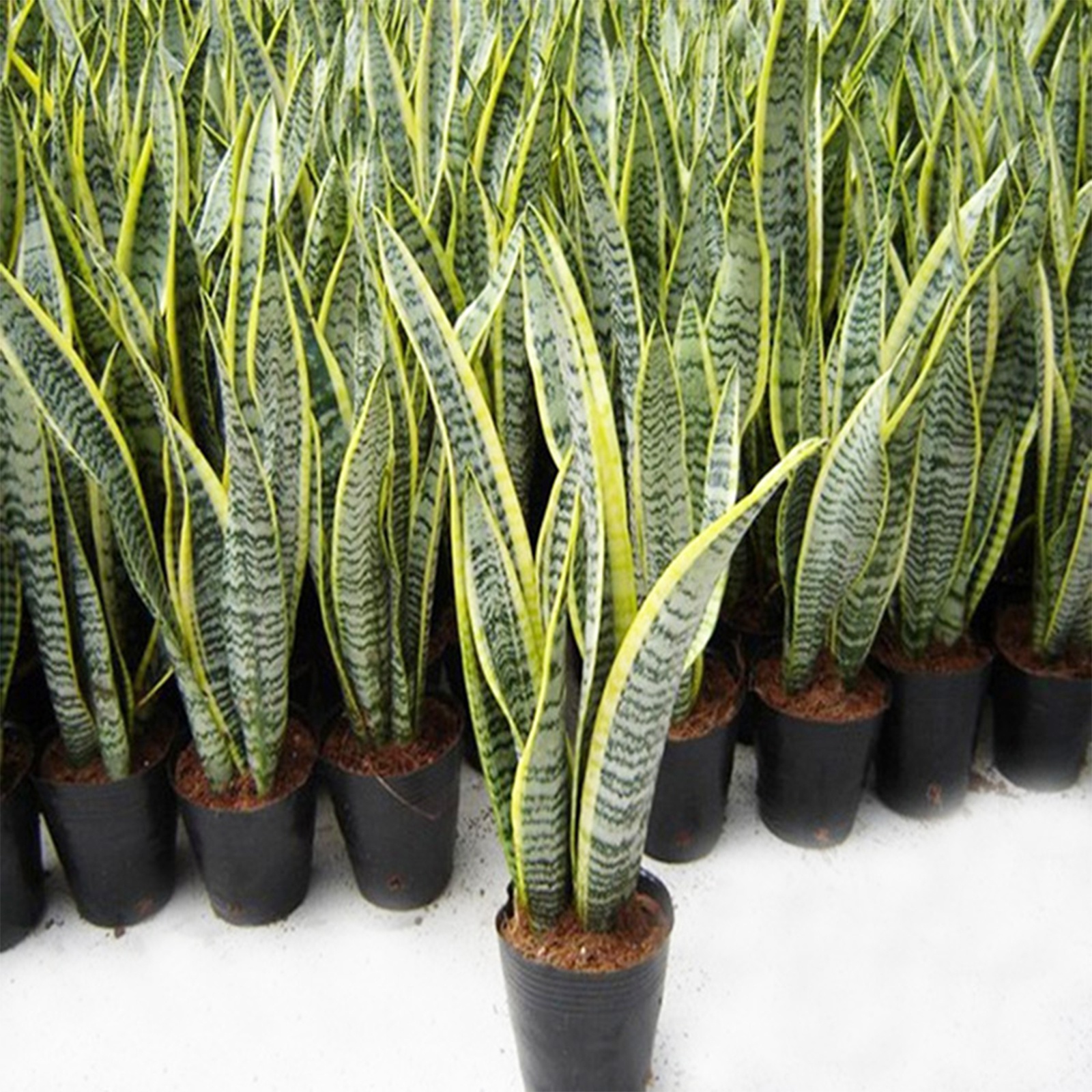 Живое растение Sansevieria trifasciata змея растение украшение для помещений