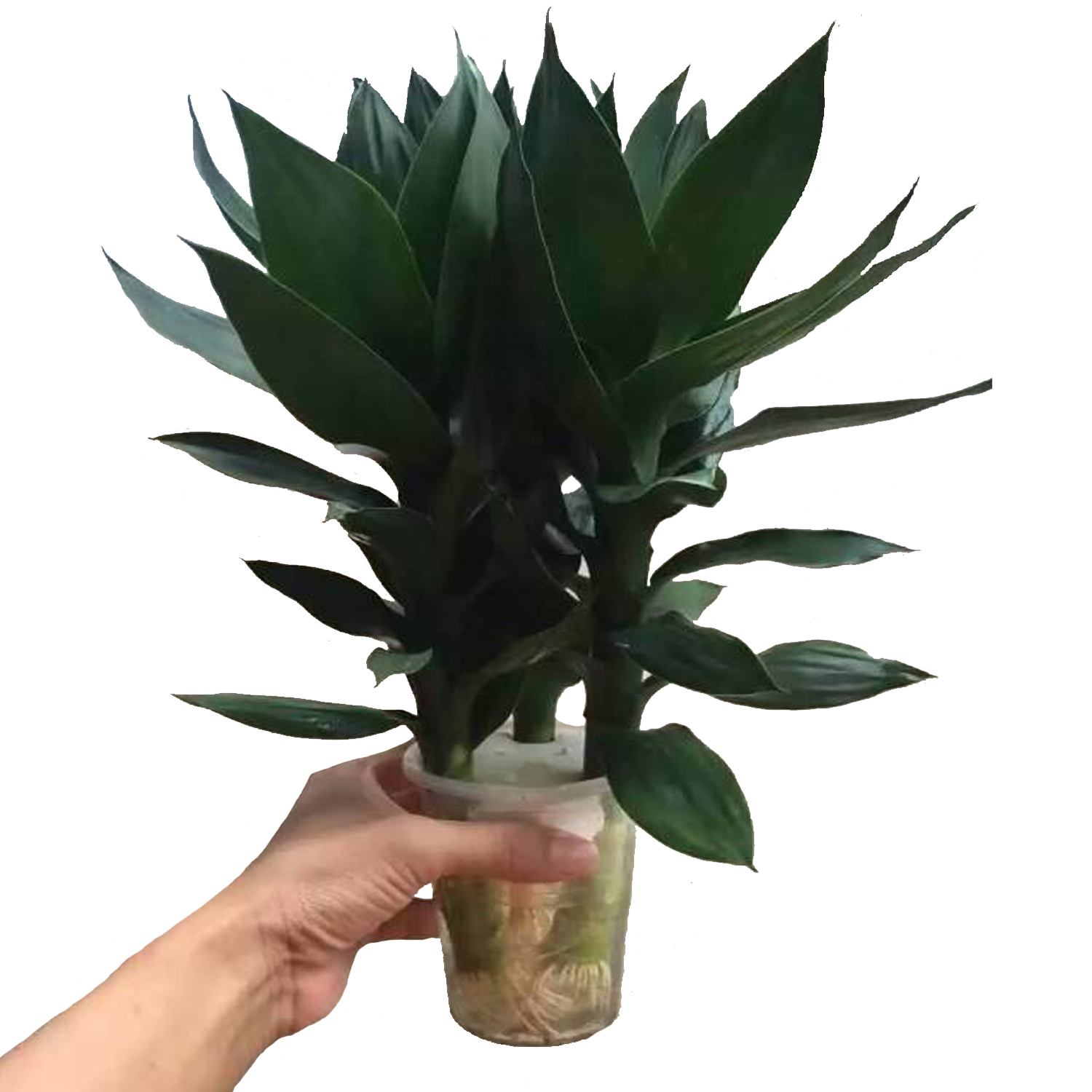 Комнатные водные растения 40 см lotus lucky bamboo
