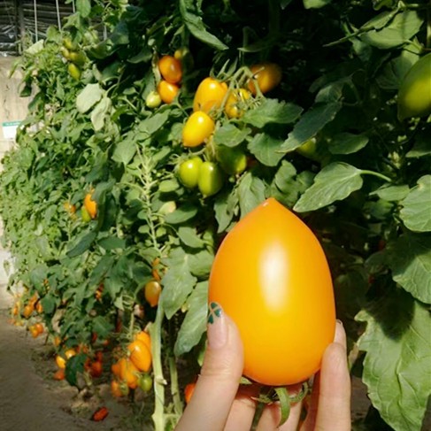 NON-GMO семена ярких желтых помидоров для посева