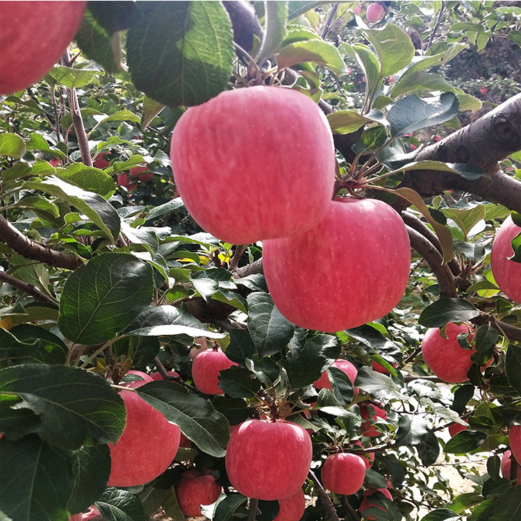 Большие размеры свежие фрукты-красных яблок фуцзи (Fuji Apple для продажи