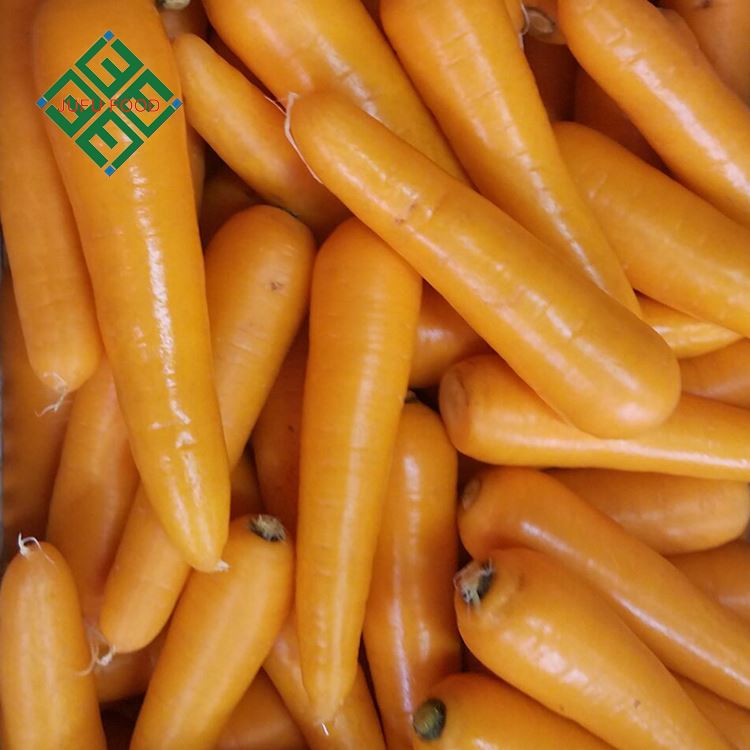Экспорт моркови из Китая, ферма, натуральная свежая морковь