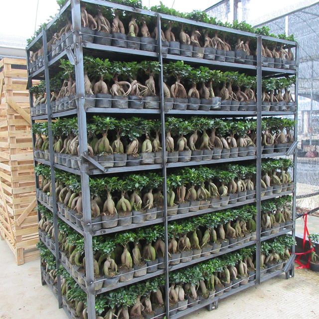 Zhangzhou Бонсай Фикус Gingseng Малый средний большой размер