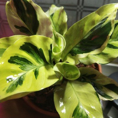 Комнатное растение бонсай Calathea louisae 'тайская красавица' тропическая листва завод