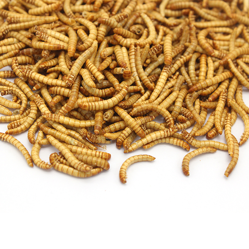 freeze dried mealworm bird food