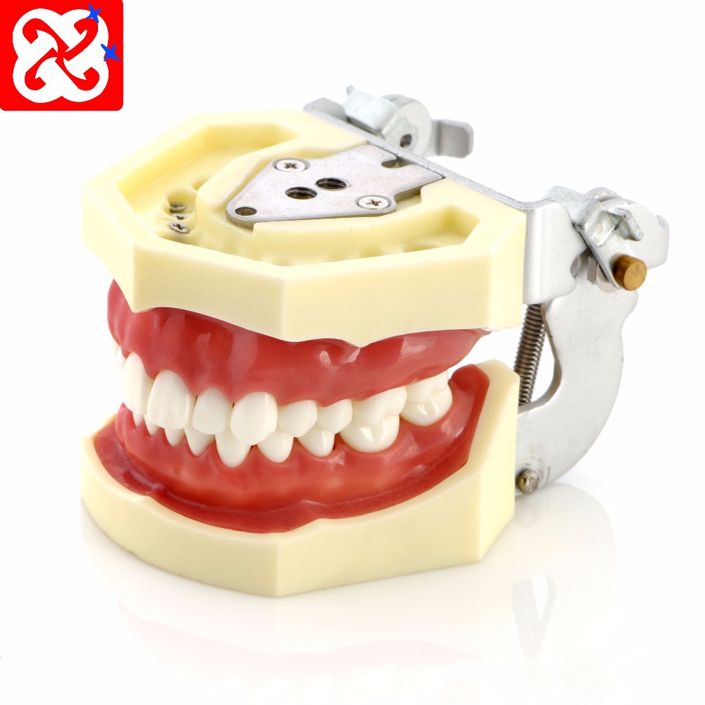 Сменная модель зубцов для студентов-практики nissin teeth