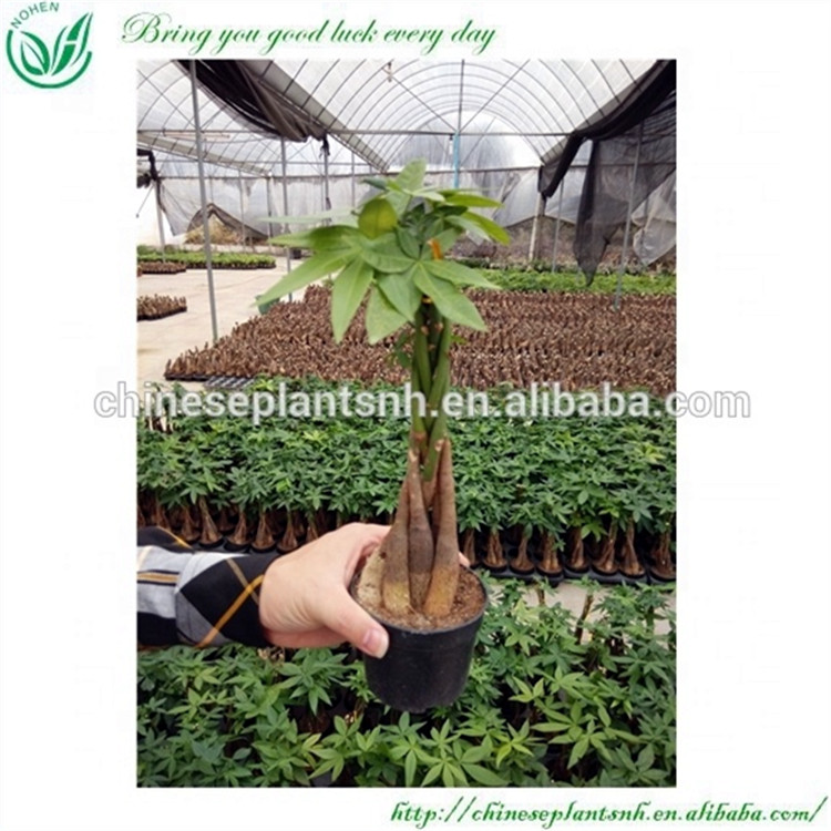 Money Trees Pachira for Sale
