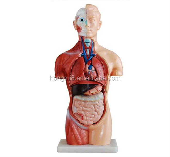 HOT SALES Medical Anatomaical 42cm 18 partsTorso Dual-Sex