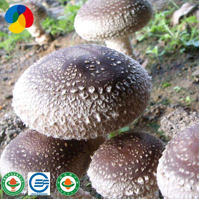 Китай высокое качество прямой продавец производитель культивированный shiitake гриб журналы