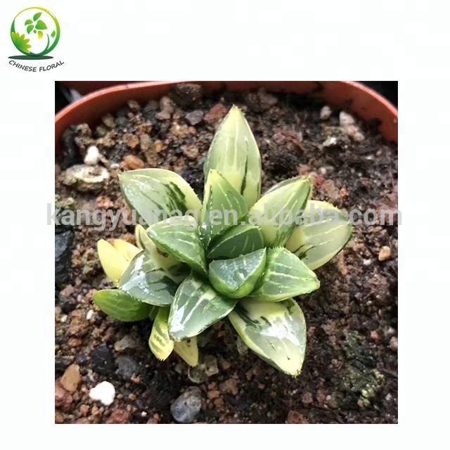 Пестрые Haworthia heidelbergensis