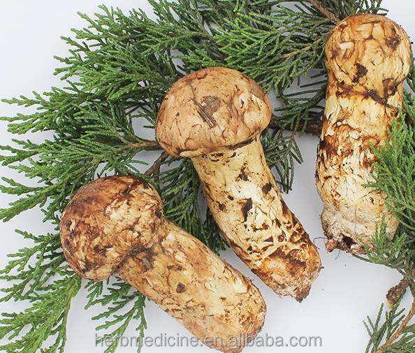 Tricholoma Matsutake гриб для съестного органический дикий