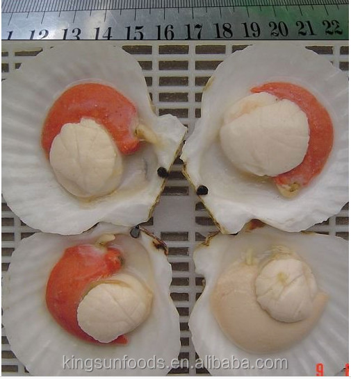 Frozen Sea Scallop With Roe for sale