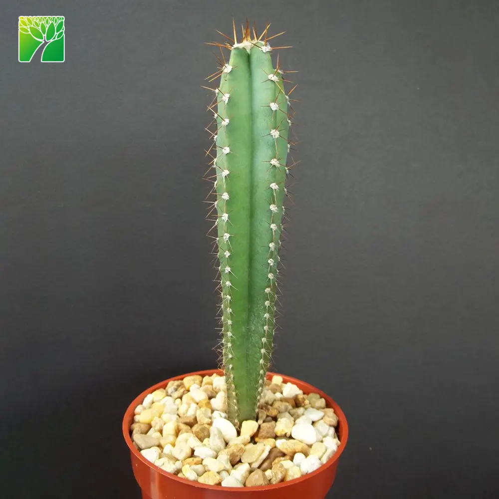 Low humidity upright shape live bonsai cactus plant giant club cactus Cereus peruvianus