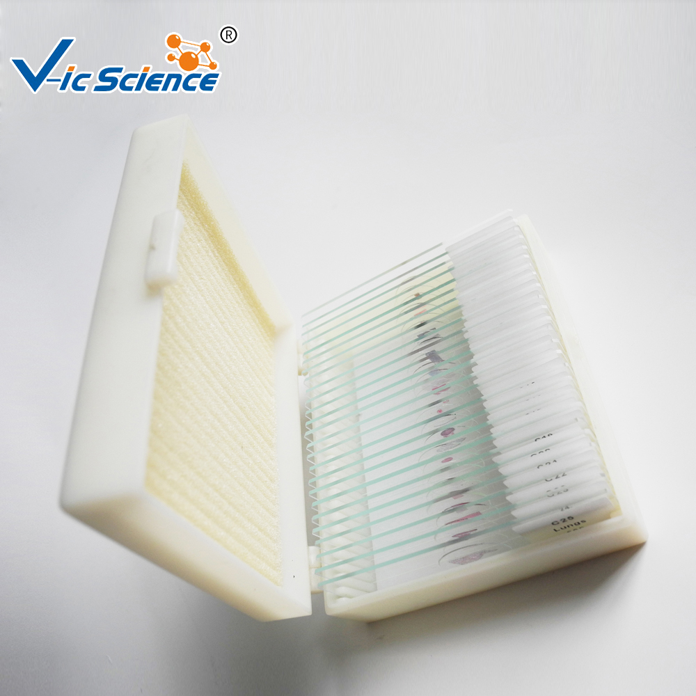 Hot Sale Botany Basic Prepared Slides Plant Slides 20pcs