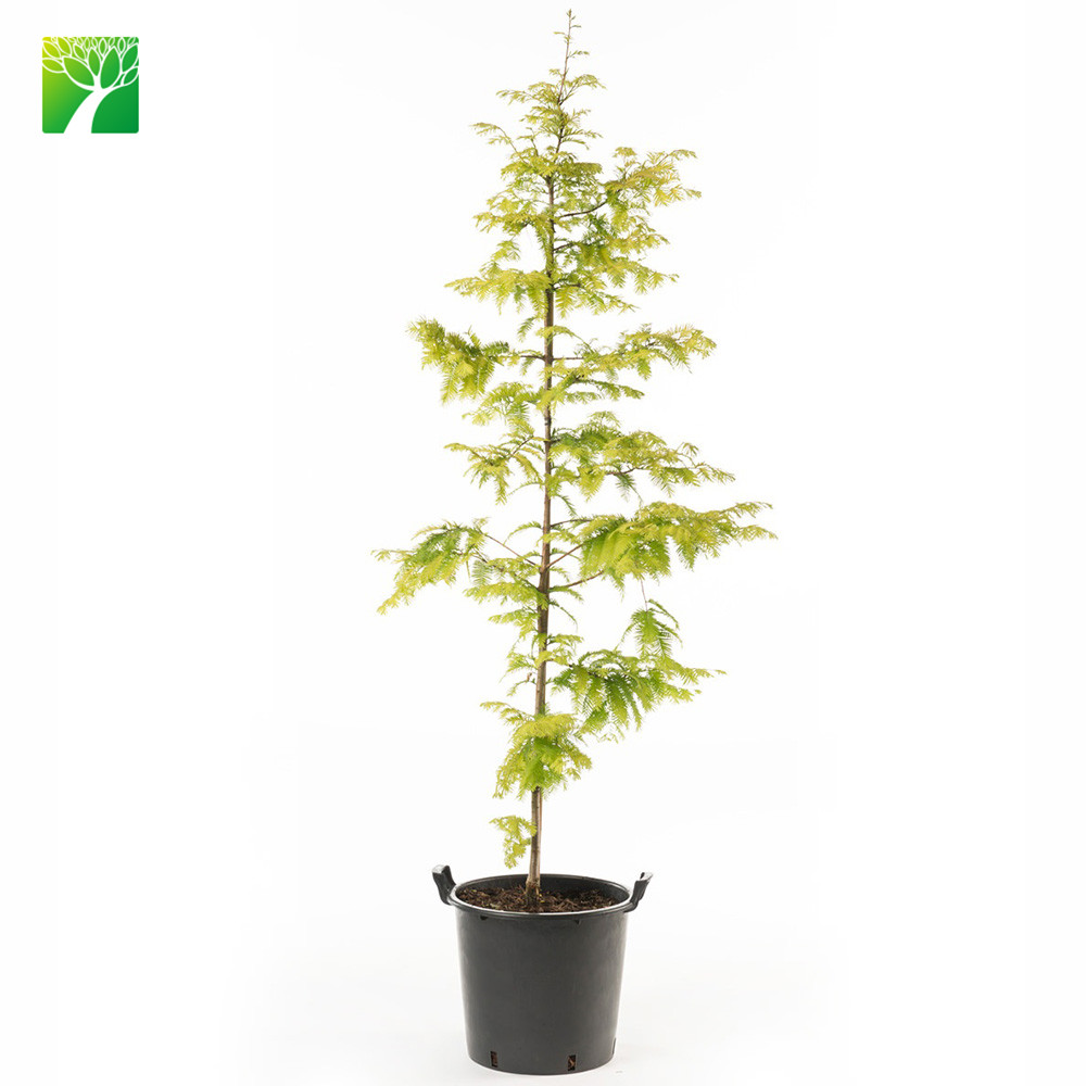 Полное Солнце низкая обслуживания Открытый Декор Арбор завод рассвет redwood Metasequoia glyptostroboides