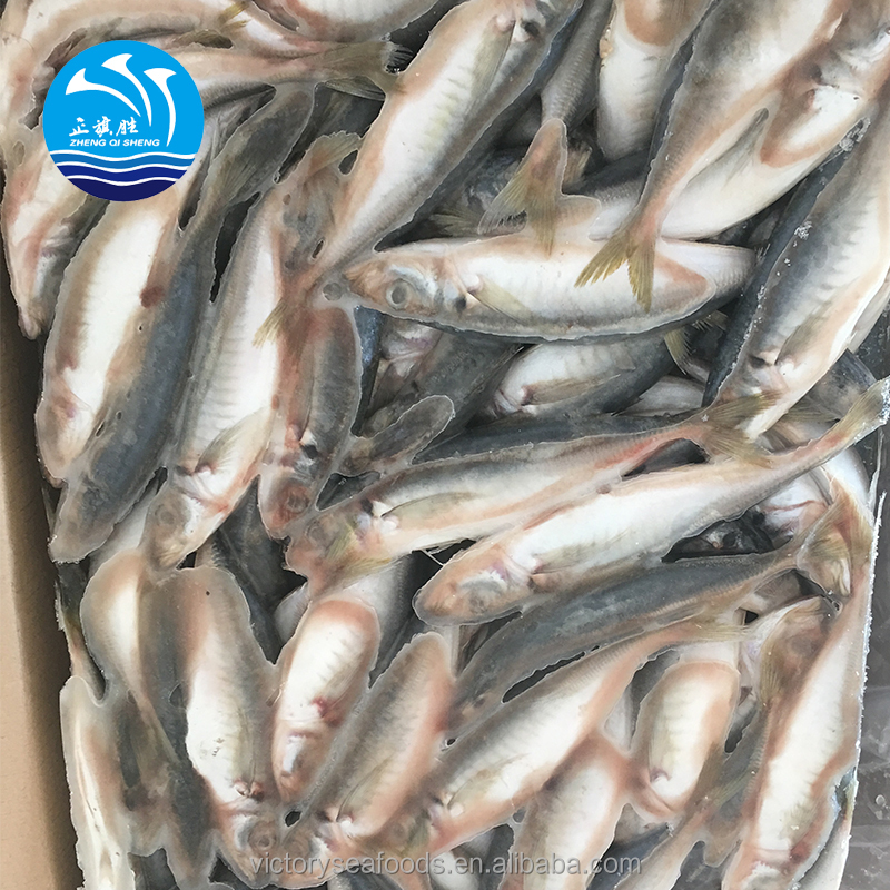 2020 New Light Catching Good Quality Frozen Horse Mackerel Fish