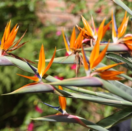 Красивый свежий вырезанный Цветок Птица в раю Strelitzia reginae Aiton