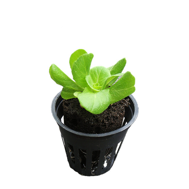 Hydroponic Plant Growing Plastic Net Pot For Nft