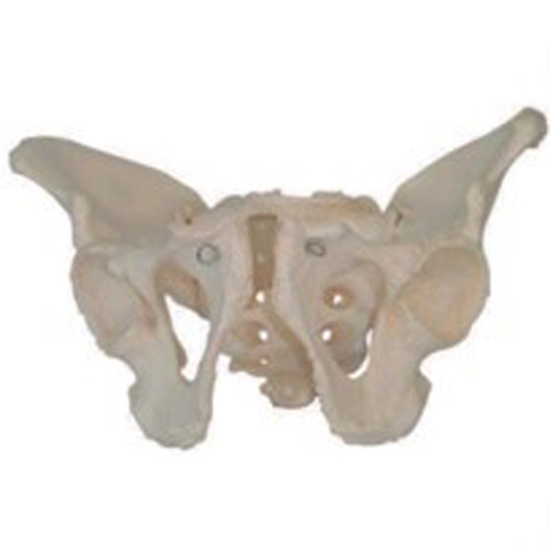 Hot Sale Medical Male Pelvis Model
