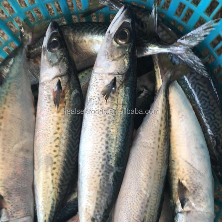 Новый грузовой мороженая рыба Тихоокеанская ставрида