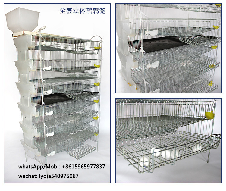 zhenghang quail cages for sale, high quality quail cages for egg production( lydia whatsapp: +8615965977837)