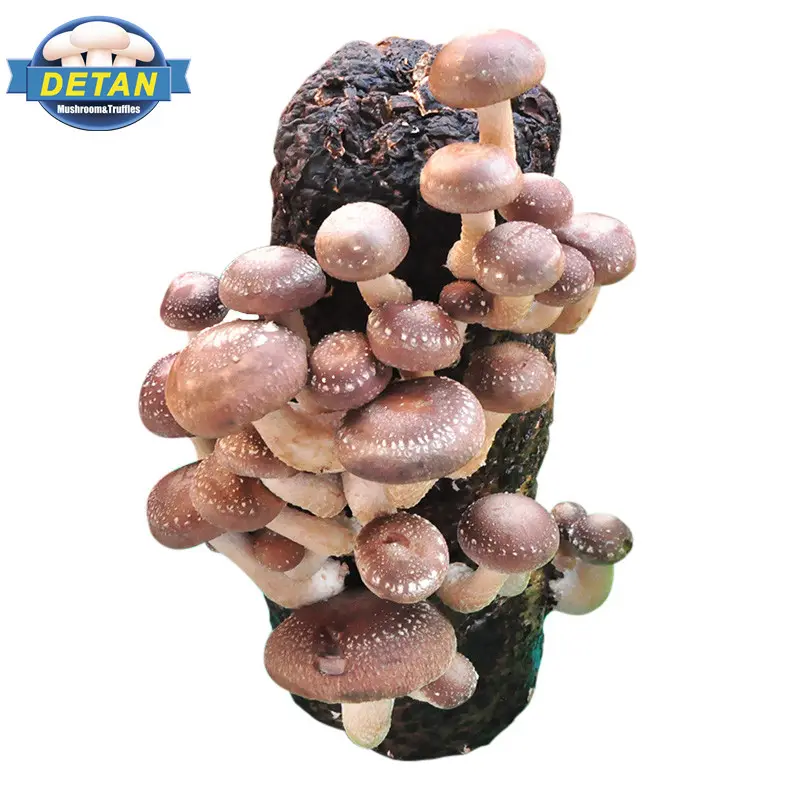 Detan Shiitake Mushroom Logs