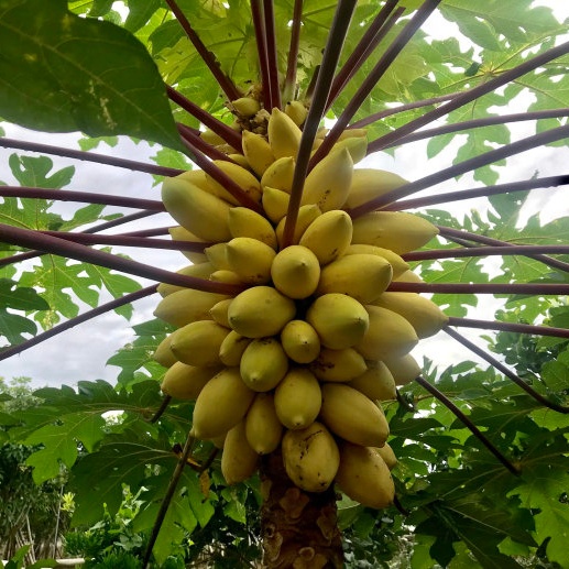 Новинка, семена желтой корки папайи, семена фруктового дерева pawpaw для посадки