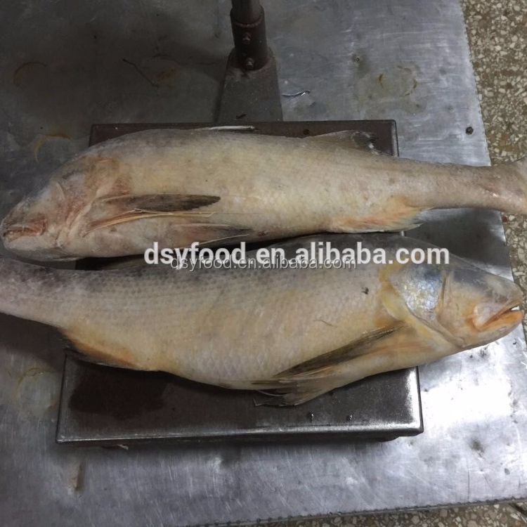 Замороженный король резьбовой плавник