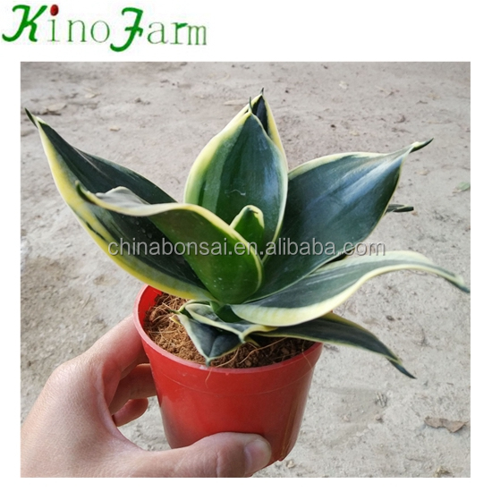Mini Indoor Variegated Snake Plant