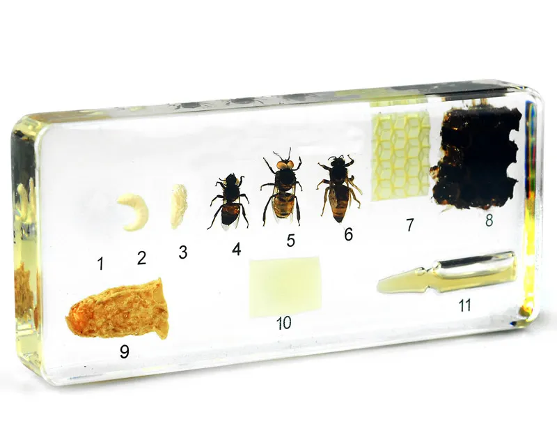 Жизненный цикл Honeybee Science Kit