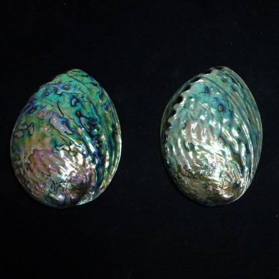 Полированные чехлы из Новой Зеландии abalone paua, оптовая продажа